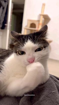 a white and gray cat laying on top of a blanket