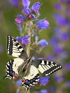 a white and black butterfly sitting on top of a purple flower with blue flowers in the background