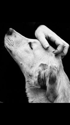 a black and white photo of a person petting a dog's head with his hand