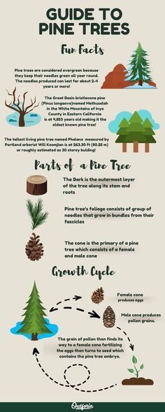 the different types of pine trees are shown in this info sheet, which includes information on how