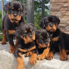 three black and brown rotter puppies are sitting on a ledge next to each other