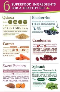 the 6 superfood ingredients for a healthy pet info poster is shown in purple and green