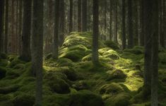 moss covered rocks and trees in the woods