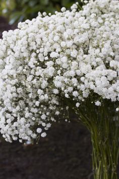 a bunch of white flowers in a vase