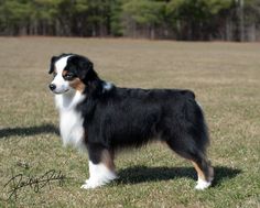 a black and white dog standing on top of a grass covered field with trees in the background