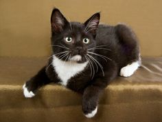 a black and white cat sitting on top of a brown couch next to a wall