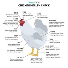 a chicken's health check is shown in this graphic, which shows the parts of its