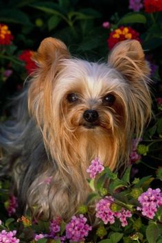 a small dog sitting in the middle of flowers