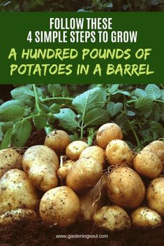 potatoes in a garden with text overlay reading follow these 4 simple steps to grow a hundred pounds of potatoes in a barrel