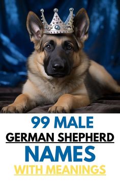 a german shepherd dog with a crown on his head is laying down and looking at the camera