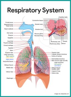 diagram of the human body and lungs