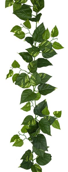 Autograph Foliages Artificial Pothos Garland. Manufactured with Polyester Material Inherent FireSafe formula. Medium/Larger Leaf size and approx. 10" width span. Pothos plants, also known as, Golden Pothos or Devil's Vine is Also Available with matching Pothos Bushes. Vine Tattoo Drawing, Variegated Pothos, Pothos Plants, Vine Drawing, Golden Pothos