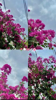 four different shots of purple flowers in the sky