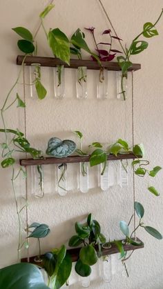 some plants are hanging on the wall and in vases with glass bottles attached to them