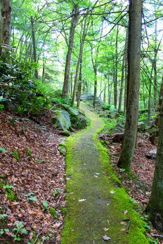 a path in the woods with moss growing on it