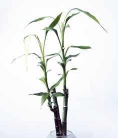 two bamboo plants in a glass vase on a white background with the stems sprouting out