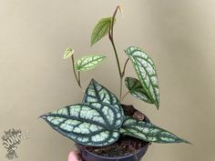 a plant with green leaves in a pot