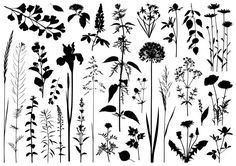 the silhouettes of various plants and flowers are shown in black on a white background