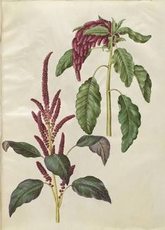 an antique botanical print of flowers and leaves