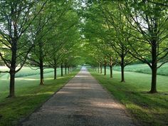 an empty road surrounded by trees and grass