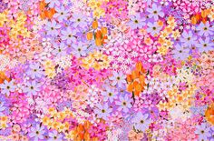 an image of colorful flowers on a pink and purple background with oranges, yellows, and reds