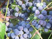 the grapes are ready to be picked from the tree