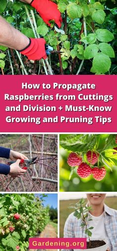 the cover of how to propagate raspberries from cuttings and division + must - know growing and pruning tips