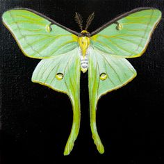 a painting of a green butterfly on a black background