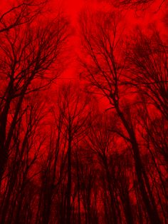 the sky is red and there are many trees