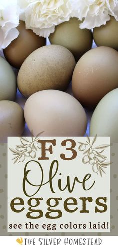 olive egger chicken eggs in multiple different dark colors of moss green and speckled olive with fresh flowers and text that reads F3 olive egger chickens + egg color Olive Eggers