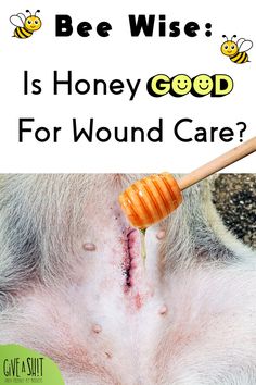 Are you wondering if honey is a good remedy for your dog wound care? Bee wise and learn the answer! Honey has natural antiseptic properties and can help soothe inflammation and wounds. Find out more about this sweet healing solution now. Honey For Dogs, Dog Wound Care, Natural Wound Care, Dog Wound, Hair Dye Removal, Benefits Of Honey, Honey Benefits, Honey Gifts, Dog Health Tips