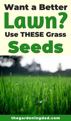 green grass with the words want a better lawn? use these grass seeds