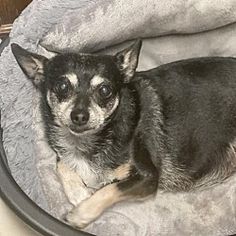 a small dog is laying in his bed