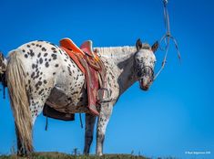 a spotted horse standing on top of a grass covered hill next to a blue sky