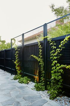 a black fence with green plants growing on it and stone walkway in the foreground