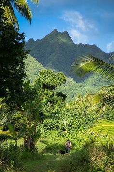 a person walking down a dirt path in the middle of some trees and bushes with mountains in the background