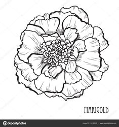 a black and white drawing of a flower with the words thin gold written below it