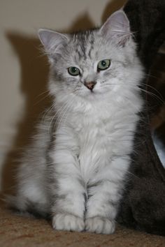 a grey and white cat sitting on top of a carpet next to a stuffed animal