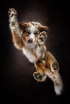 a dog is flying through the air with his paws in the air and it's paw