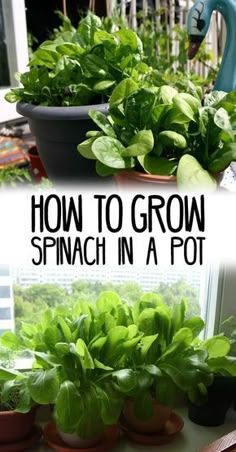 how to grow spinach in a pot with text overlay that reads, how to grow spinach in a pot