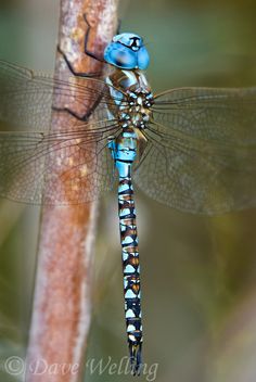 a blue dragonfly sitting on top of a tree branch