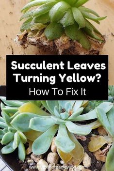 succulent leaves and yellow flowers in a pot with text overlay saying, how to fix it