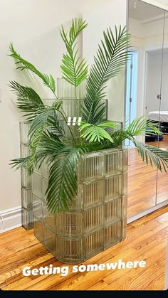 a plant in a glass vase sitting on top of a wooden floor next to a mirror