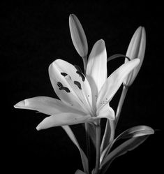 a black and white photo of a flower