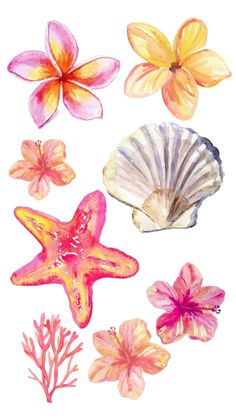 watercolor drawing of seashells and flowers