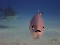 a fish that is looking at the camera while standing in the water with it's mouth open