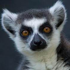 a close up of a lemura with orange eyes looking at the camera,