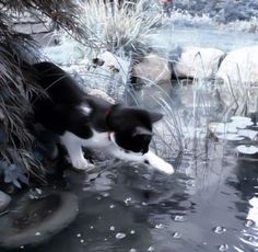 a black and white cat drinking water from a pond