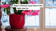 a potted plant sitting on top of a wooden table next to a window with the words, step 1 choose a pot that is the right size for