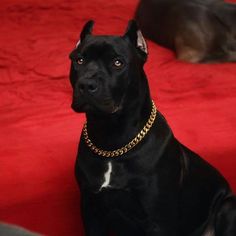 a black dog sitting on top of a red carpet